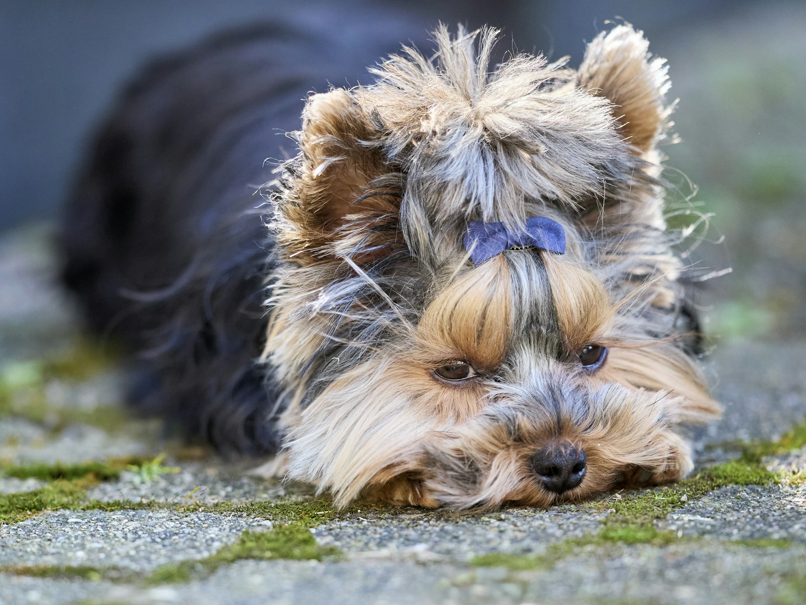 Dog Grooming Santa Clara: How Often Dogs Really Need Grooming